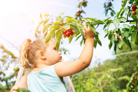 Cute Girl Picking Cherries In The Garden
