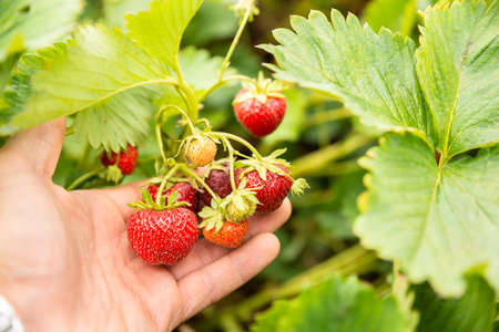 Closeup Of Hand Holding Strawberries In The Fieldの写真素材