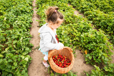 Cute Girl Picking Strawberries In The Gardenの写真素材