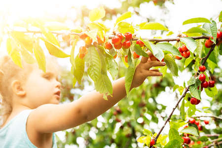 Cute Girl Picking Cherries In The Garden