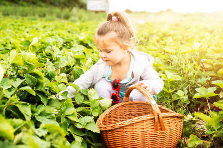 Cute Girl Picking Strawberries In The Gardenの写真素材