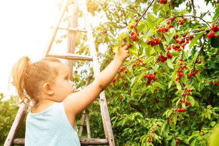 Cute Girl Picking Cherries In The Gardenの写真素材