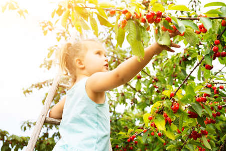 Cute Girl Picking Cherries In The Gardenの写真素材