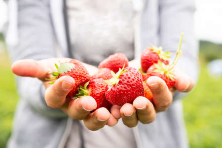 Closeup Of Hand Holding Strawberries In The Field