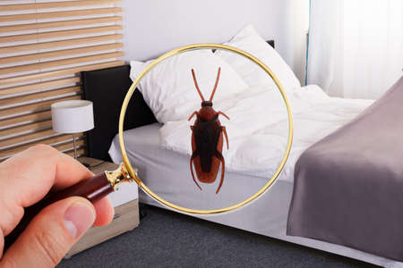 Close-up Of A Person Looking At Cockroach With Magnifying Glass On Bed
