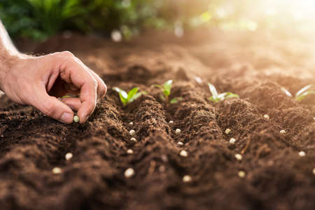 Farmer's Hand Planting Seeds In Soil In Rowsの写真素材