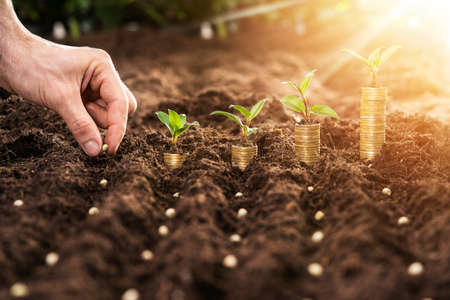 Farmer's Hand Planting Seeds In Soil In Rows