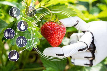AI Farmer Assistant Picking Fresh Fruit At Plant