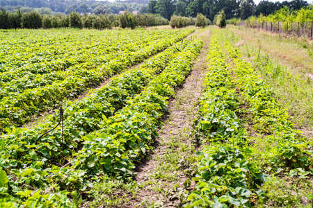 Landscape Monoculture Strawberry Plant Field Growth Farm