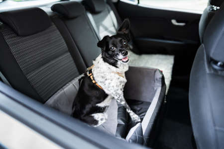 Dog In Car Seat With Safe Belt In Seat Boosterの写真素材