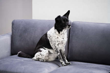 Pet Dog Jack Russel Terrier On Sofaの写真素材
