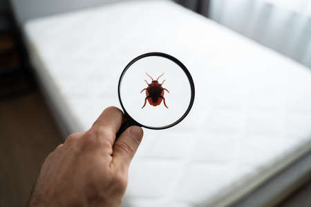 Parasite Infested Dirty Linen In Bedroom At Home