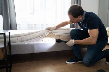 Bed Bug Infestation And Treatment Service. Bugs Exterminationの写真素材