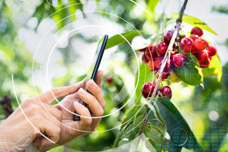 Smart Farming Digital Technology Agriculture App At Farmの写真素材