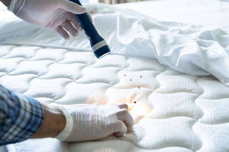 Bed Bug Infestation And Treatment Service. Bugs Extermination