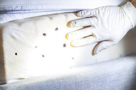 Exterminator treatment for bed bugs: pest control solutionの写真素材