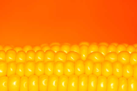 Corn kernels close-up on an orange background