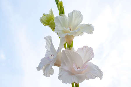 White gladiolus against the blue sky: beautiful flowers for a greeting card and background