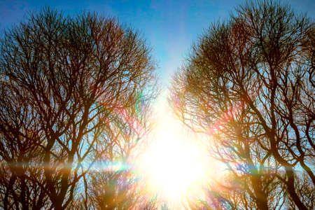 Colorful dawn - the light of the sun through the silhouettes of trees