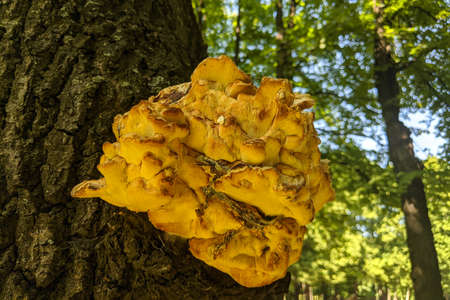 Mushroom on a tree close up - forest backgroundの写真素材