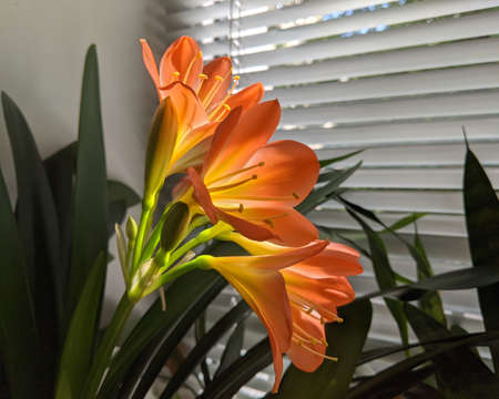 Clivia flower - indoor plant on a windowsill lit by the sun