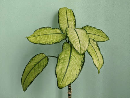 Dieffenbachia - indoor decorative plant close-up on the background of the wallの写真素材