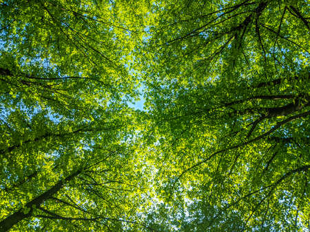 Crowns of trees lit by the bright sun - landscape of vibrant nature