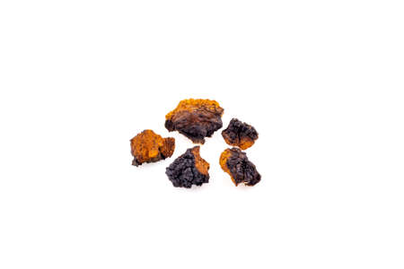 Chaga mushroom close-up isolated on a white background, medicinal mushroom grows on a birchの写真素材