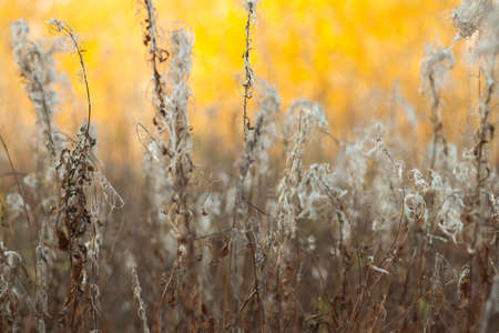 Plants on the field - blurred focus
