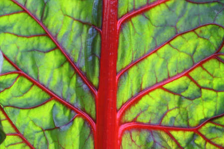 Transparent bright green beetroot leaf - abstract background