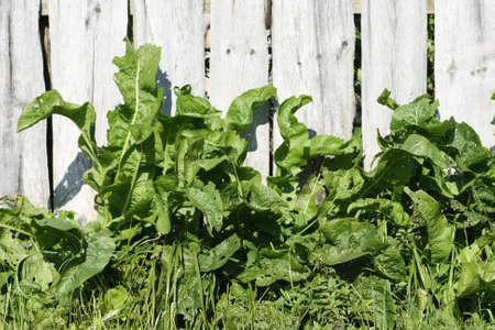 Horseradish leaves on the background of the fence