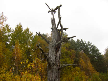 Old dried broken tree in the forest