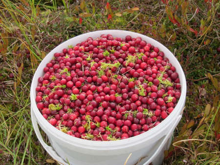 Cranberry berry in a white bucket in the forest close-upの写真素材