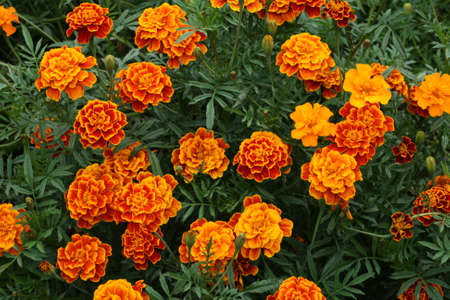 Orange flowers in the gardenの写真素材