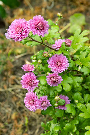 Pink flowers in the garden for design and background.の写真素材