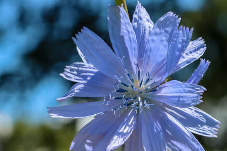 Chicory flower illuminated by the sun, close-upの写真素材