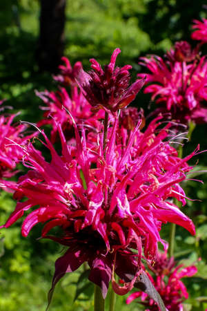 Close-up of bergamot, used as an aromatic additive to tea, and in medicine as a medicinal plant.の写真素材