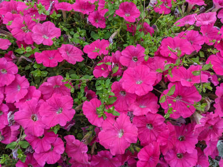 Pink petunia close-up for packaging, advertising and design.の写真素材