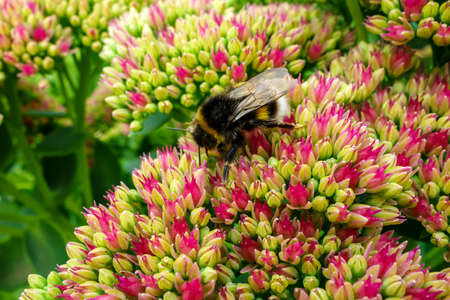 A bumblebee on a flower collects pollen and nectar. Beautiful landscape, wildlife for calendar,...