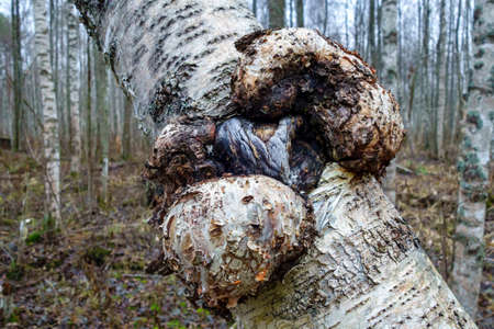 Suvel disease on a birch tree, close-upの写真素材