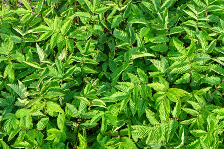 Plant Filipendula ulmaria, medicinal plant used in medicine.の写真素材