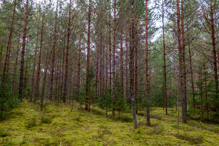 Coniferous pine forest in summer, beautiful natural landscape.の写真素材
