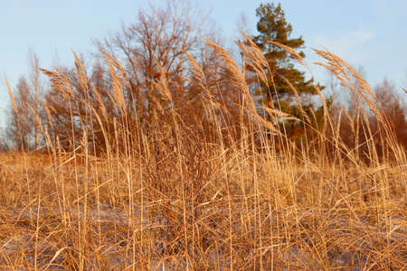 Yellow grass close up, beautiful autumn landscape.の写真素材