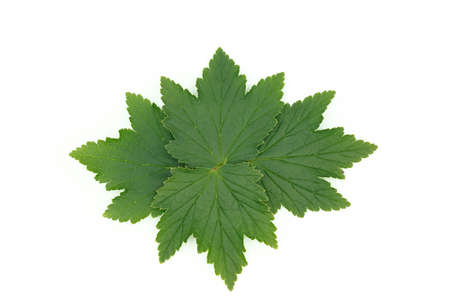 Green currant leaves isolated on white background, laid out in a pattern for design.
