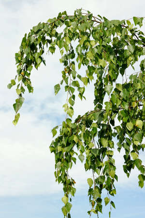 Birch branches with green leaves against the blue sky.の写真素材