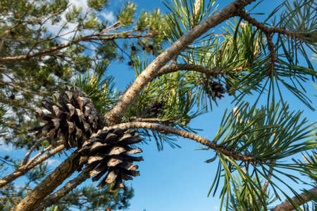 Pine branch with cones against the blue sky, beautiful landscape.の写真素材