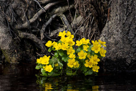 Yellow flowers on the water against the background of roots and trees, a beautiful landscape for relaxation.の写真素材