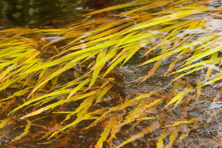 Yellow algae on the river, beautiful natural background.の写真素材