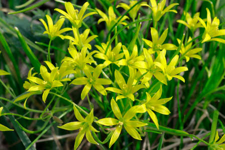 Small yellow wildflowers in the meadow photo.の写真素材