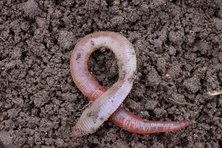 Earthworm on the ground, one close-up. Used in agriculture and fishing.